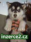 sibírsky husky k prijatiu_1 149228_1.jpg