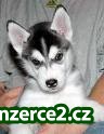 wow...? 2 sibírsky husky k prijatiu_1 149234_1.jpg
