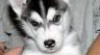 wow...? 2 sibírsky husky k prijatiu 149234_t.jpg