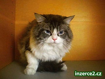 Ragdoll - krytí_1 149576_1.jpg