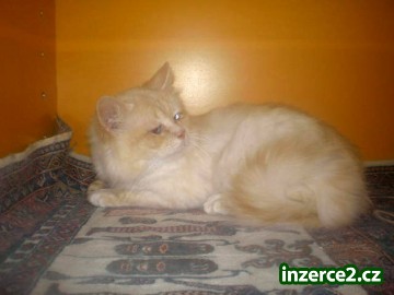 Birma - krytí_1 149579_1.jpg