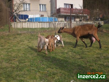 Prodám kůzlata_1 149642_1.jpg