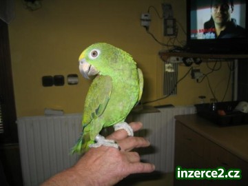 Amazoňan Žlutohlavý Surinamský_1 150833_1.jpg