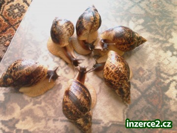 achatina reticulata_2 150998_2.jpg
