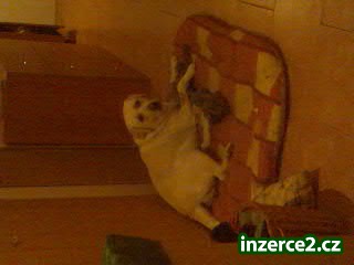 prodám štěně labradora_1 151623_1.jpg