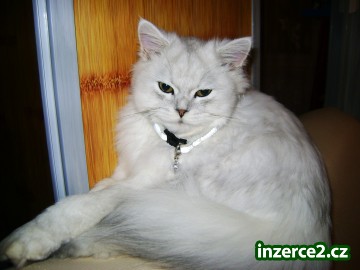 Nabízím krytí perským kocourkem_1 152204_1.jpg