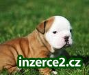 angličtina býka pes pro rehoming na prodej_1 152317_1.jpg