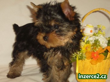 Yorkshire terrier sa PP_1 153036_1.jpg