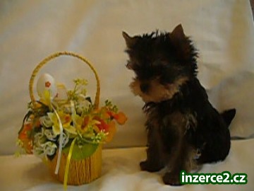 Yorkshire terrier sa PP_2 153036_2.jpg