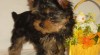 Yorkshire terrier sa PP 153036_t.jpg