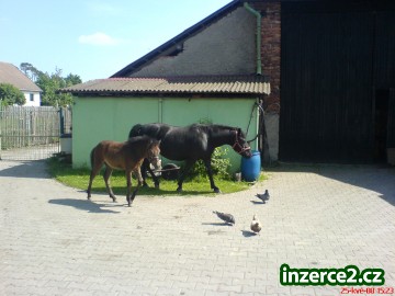Shetland pony a Vranka_1 15325_1.jpg