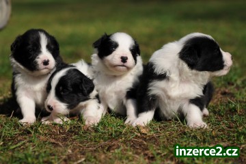 Border kolie_1 153857_1.jpg
