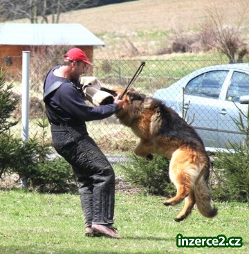 Nabízím NO ke krytí_2 155957_2.jpg