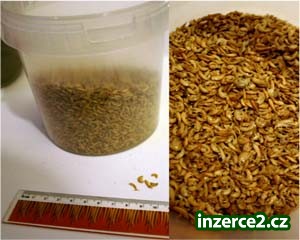 Prodam dafnie, gamarus a krevety_2 156146_2.jpg