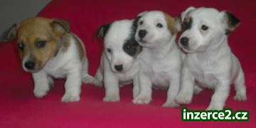 Jack Russel Terier_1 156714_1.jpg