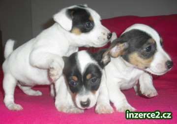 Jack Russel Terier_2 156714_2.jpg