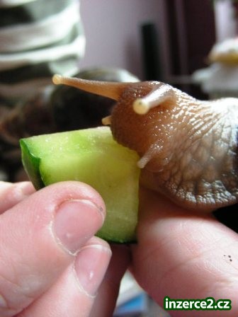 Achatina - oblovka_1 157119_1.jpg