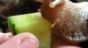 Achatina - oblovka 157119_t.jpg