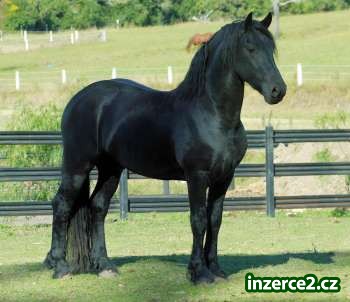 krásné Fríský koně, aby se_1 157137_1.jpg