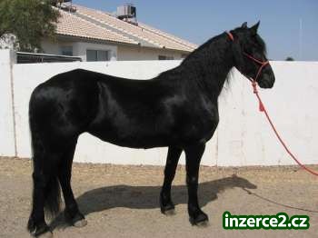 krásné Fríský koně, aby se_2 157137_2.jpg