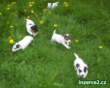 Jack Russel Terier_2 158974_2.jpg