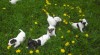 Jack Russel Terier 158974_t.jpg