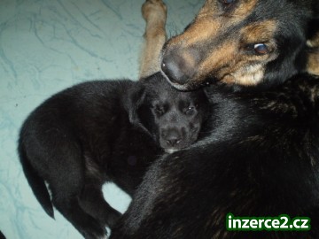 Kříženec Labradorský Retriever-Německý ovčák_1 16070_1.jpg