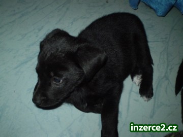 Kříženec Labradorský Retriever-Německý ovčák_2 16070_2.jpg