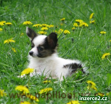 papillon ,motýlek_1 161148_1.jpg