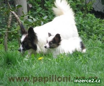 papillon ,motýlek_2 161148_2.jpg