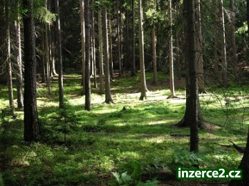 Obora 253 ha na Východním Slovensku okr. Humenné_2 162238_2.jpg
