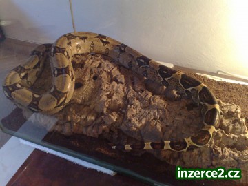 Hroznýš královský_1 162392_1.jpg