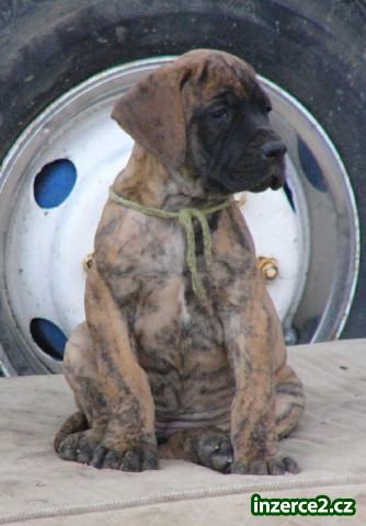 německá doga s pp_1 162892_1.jpg