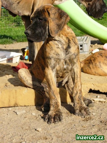 německá doga s pp_2 162892_2.jpg