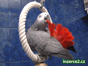 krásné africké šedá papoušci k rozdávat_2 165125_2.jpg