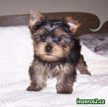 krásná Yorkie štěňátka rozdávat_1 165139_1.jpg
