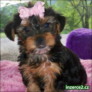 krásná Yorkie štěňátka rozdávat_2 165139_2.jpg