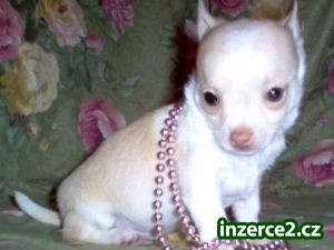krásné čivava štěňata, které skýtají_2 165166_2.jpg