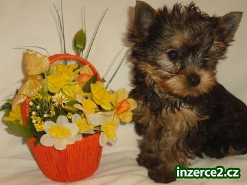 Yorkshire terrier s PP_1 165779_1.jpg