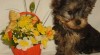 Yorkshire terrier s PP 165779_t.jpg