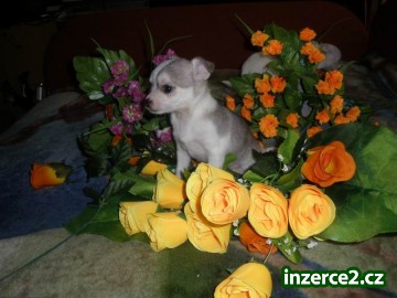 čivava štěnata_2 166548_2.jpg