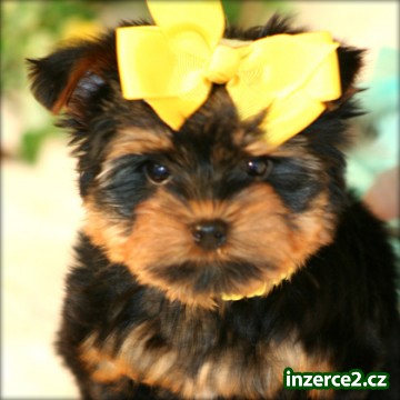 Yorkie štěňata k dispozici pro zpětný navádění na cíl_1 167958_1.jpg
