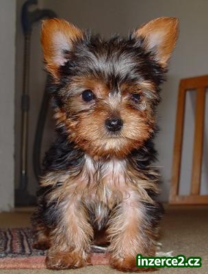 Yorkie štěňata k dispozici pro zpětný navádění na cíl_2 167958_2.jpg