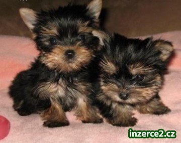 Roztomilý yorkies štěňata pro přijetí_1 167965_1.jpg