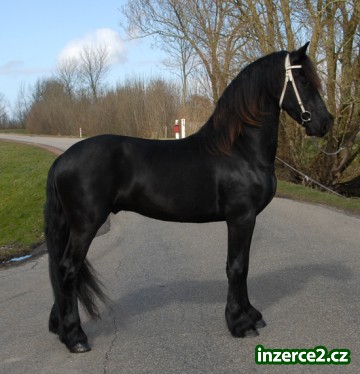 Mare a koně fríského hřebce k přijetí_1 168246_1.jpg