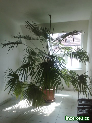 Chamaerops humilis_1 168481_1.jpg