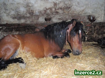 nabízím ustájení pro kone_1 168551_1.jpg