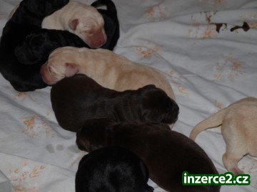 Labradorsky retrivr_1 168809_1.jpg