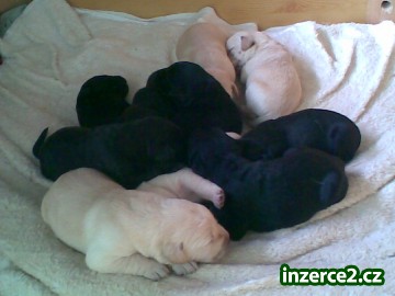Prodám štěnata Labradorského retrivera._1 16918_1.jpg