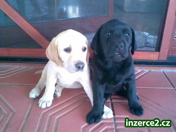 Prodám štěnata Labradorského retrivera._2 16918_2.jpg